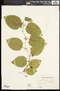 Smilax tamnoides image