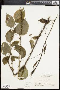 Smilax tamnoides image