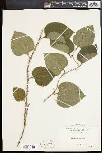 Smilax tamnoides image