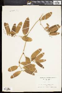 Smilax laurifolia image