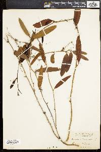 Smilax laurifolia image