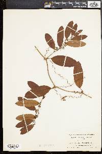 Smilax laurifolia image