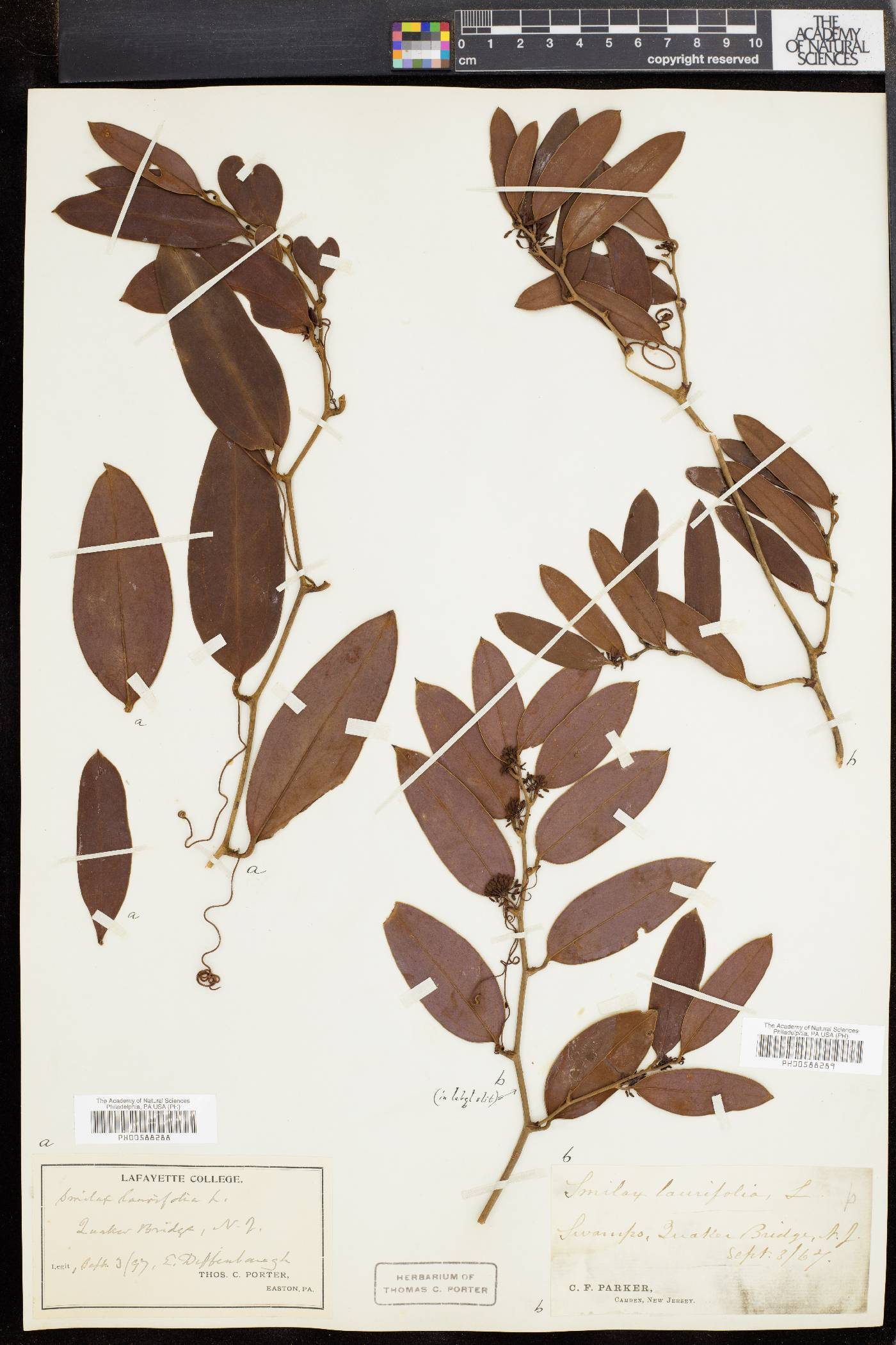 Smilax laurifolia image