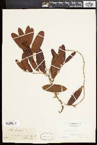 Smilax laurifolia image