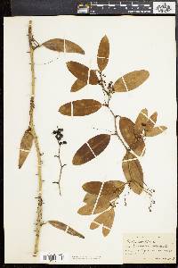 Smilax laurifolia image