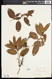 Smilax laurifolia image