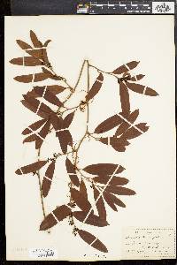 Smilax laurifolia image