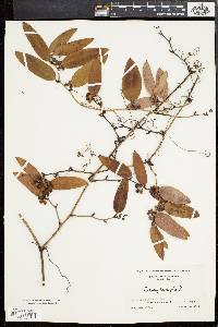 Smilax laurifolia image