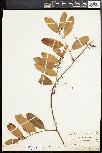 Smilax laurifolia image