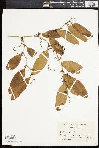 Smilax laurifolia image