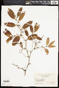 Smilax laurifolia image