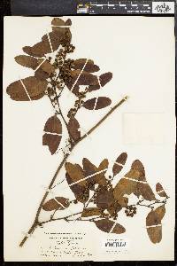 Smilax laurifolia image