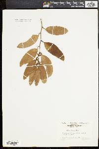 Smilax laurifolia image