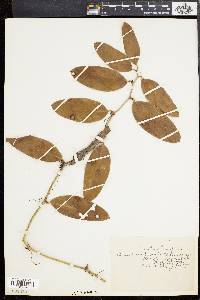 Smilax laurifolia image