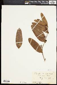 Smilax laurifolia image