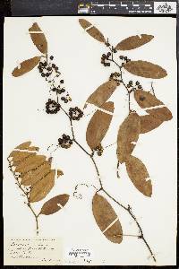 Smilax laurifolia image