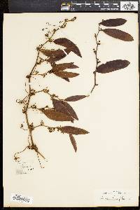 Smilax laurifolia image