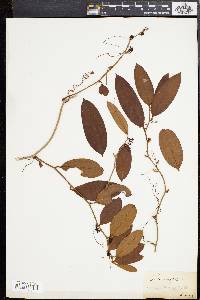 Smilax laurifolia image