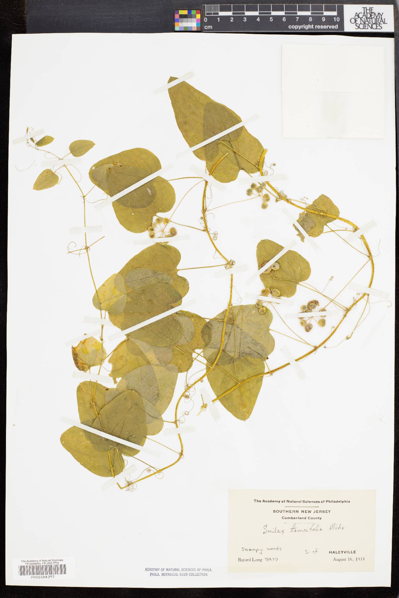 Smilax pseudochina image