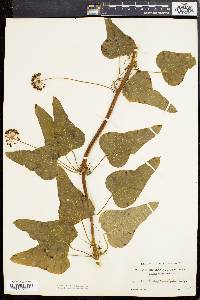 Smilax pseudochina image