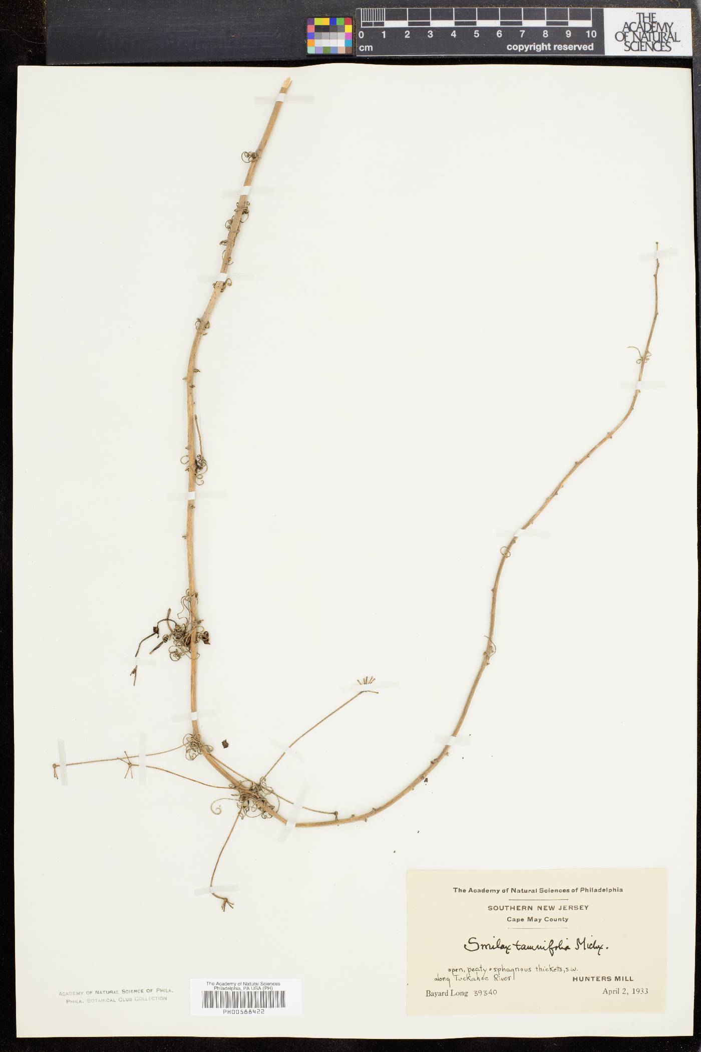 Smilax pseudochina image