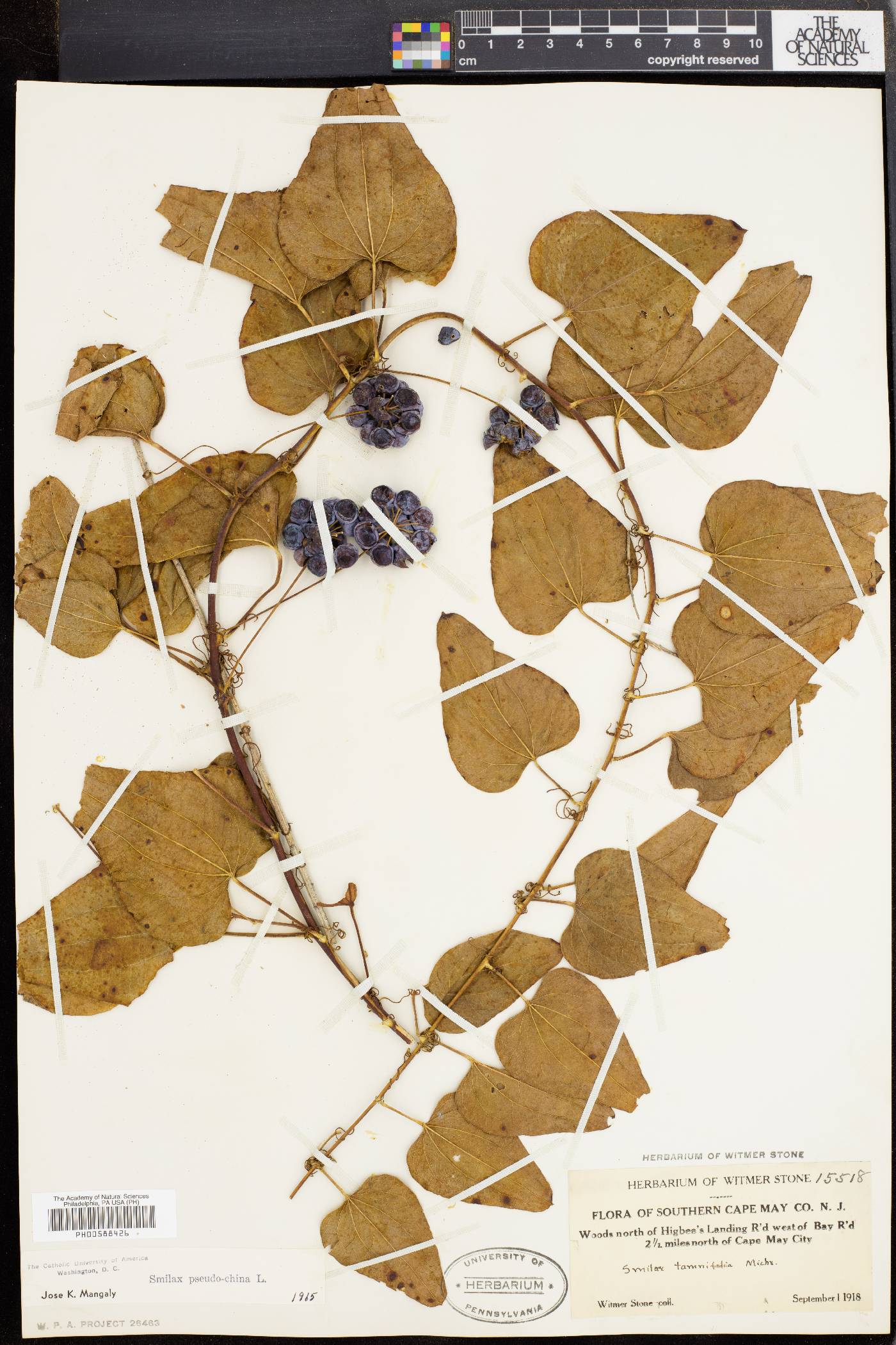 Smilax pseudochina image