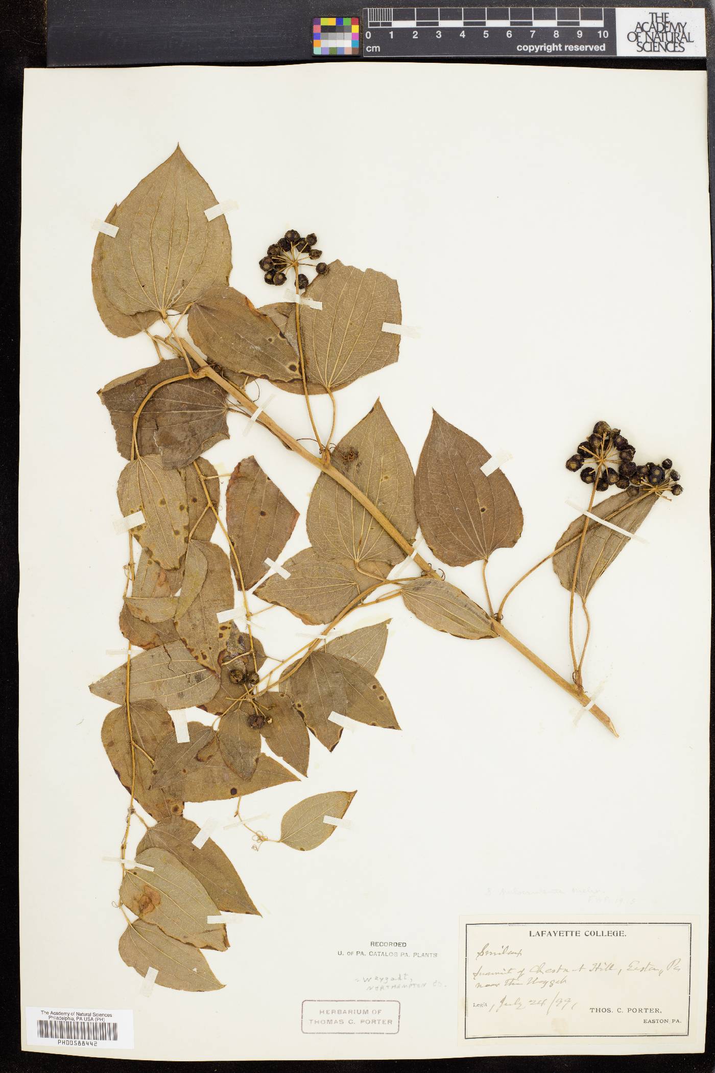 Smilax pulverulenta image
