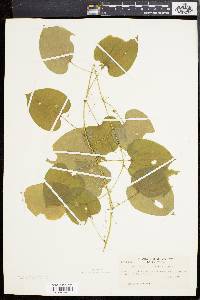 Smilax pulverulenta image