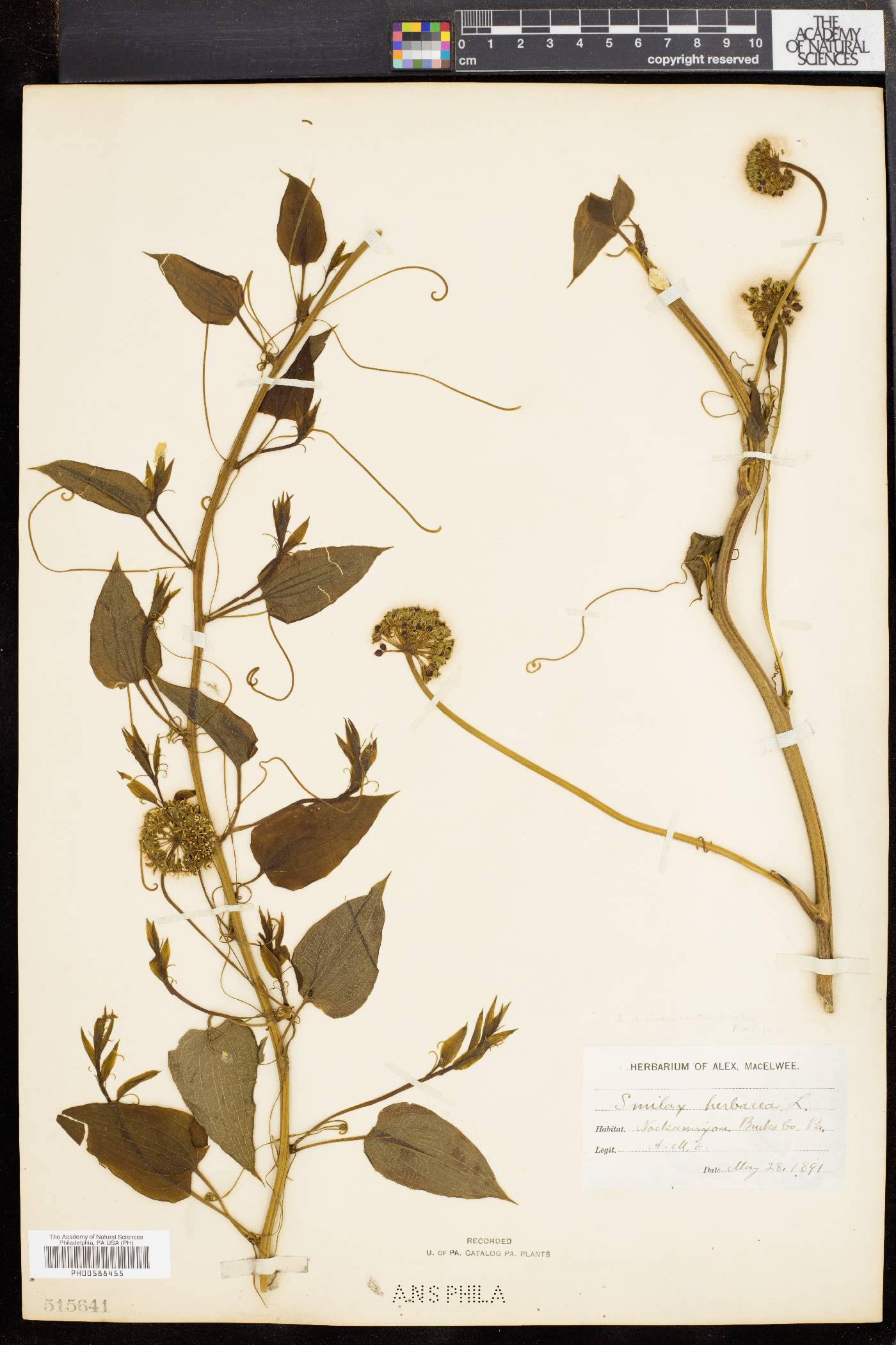 Smilax pulverulenta image