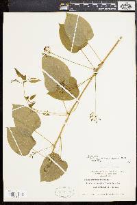 Smilax pulverulenta image