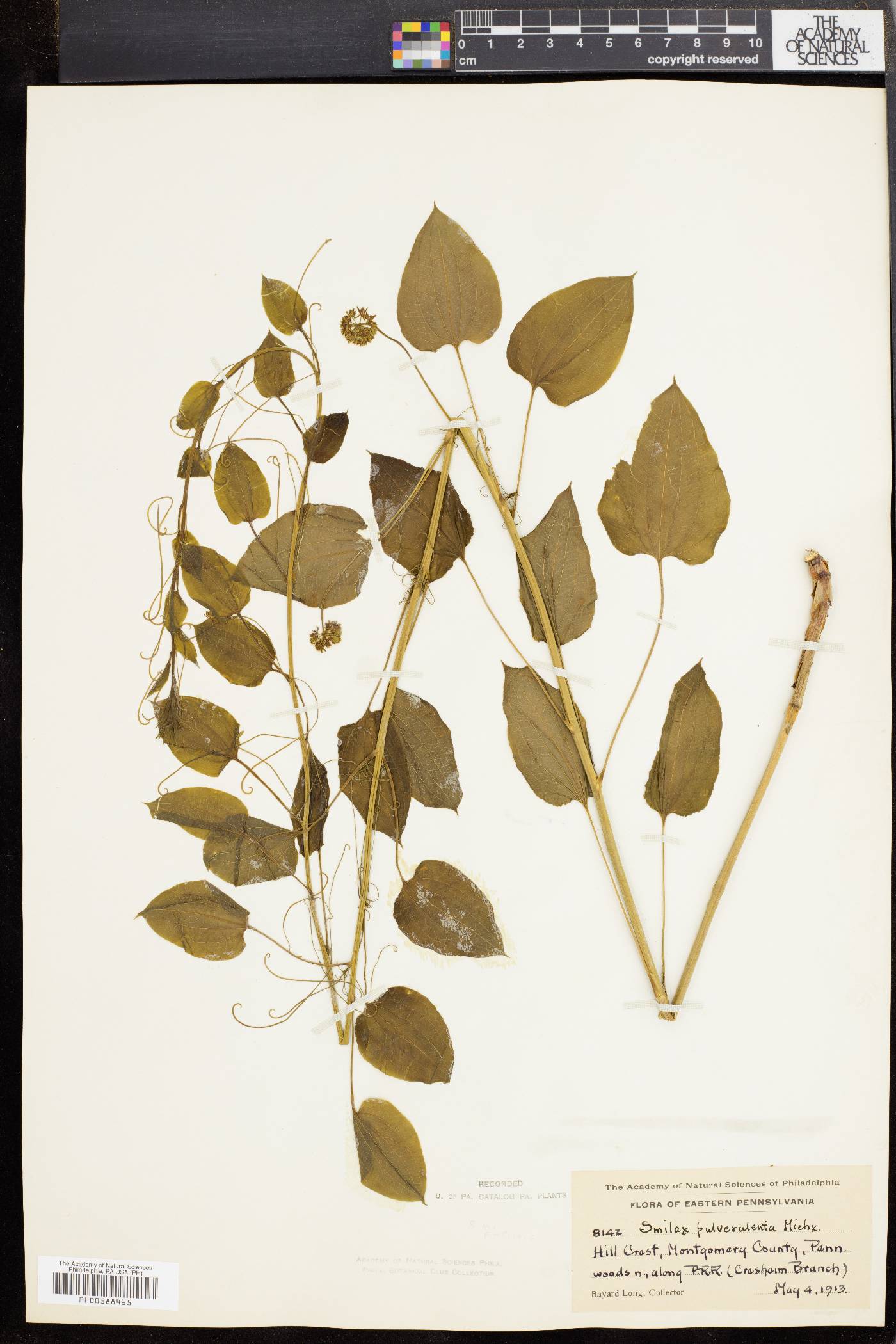Smilax pulverulenta image