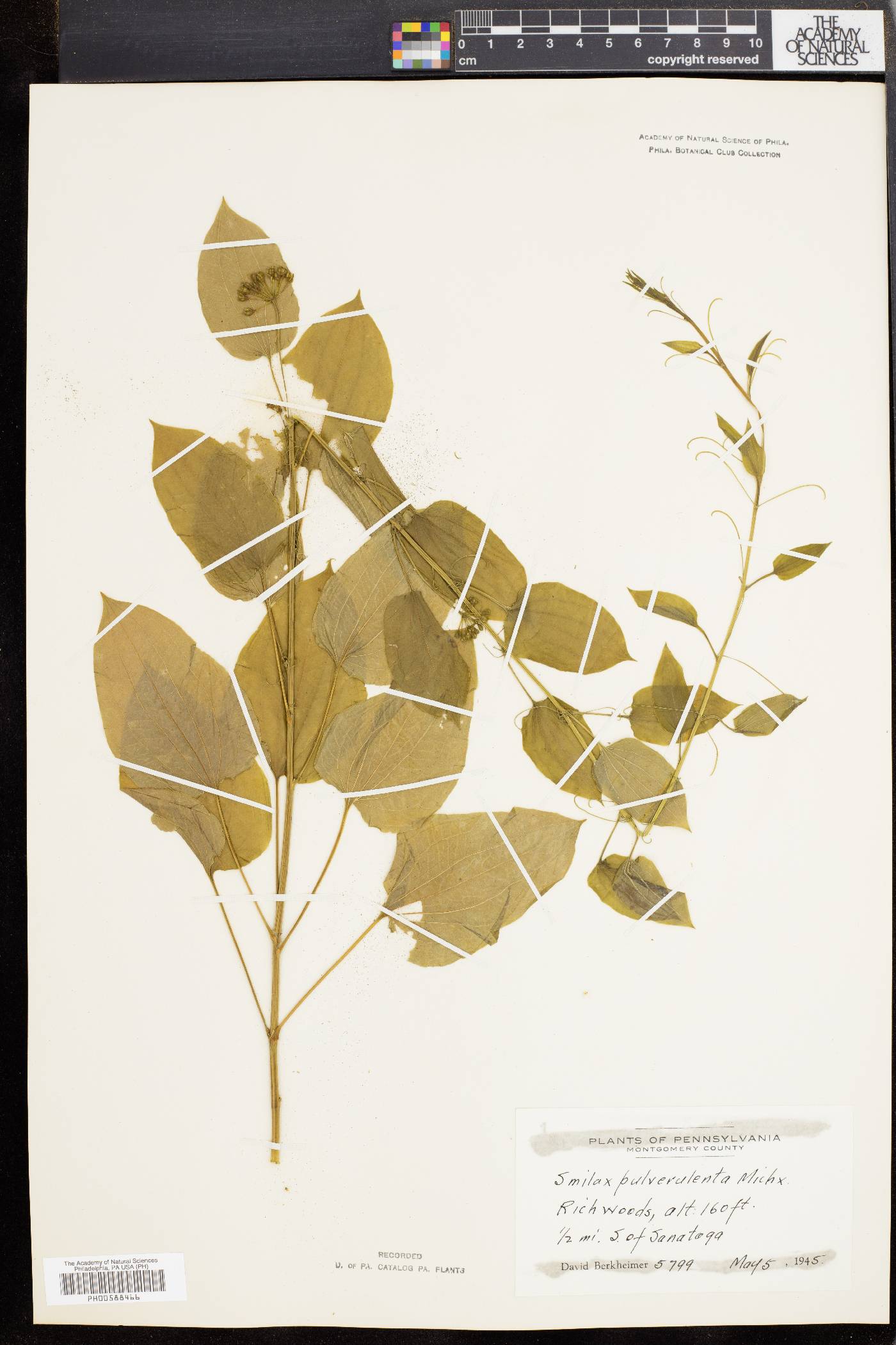 Smilax pulverulenta image