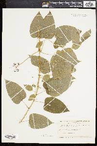 Smilax pulverulenta image