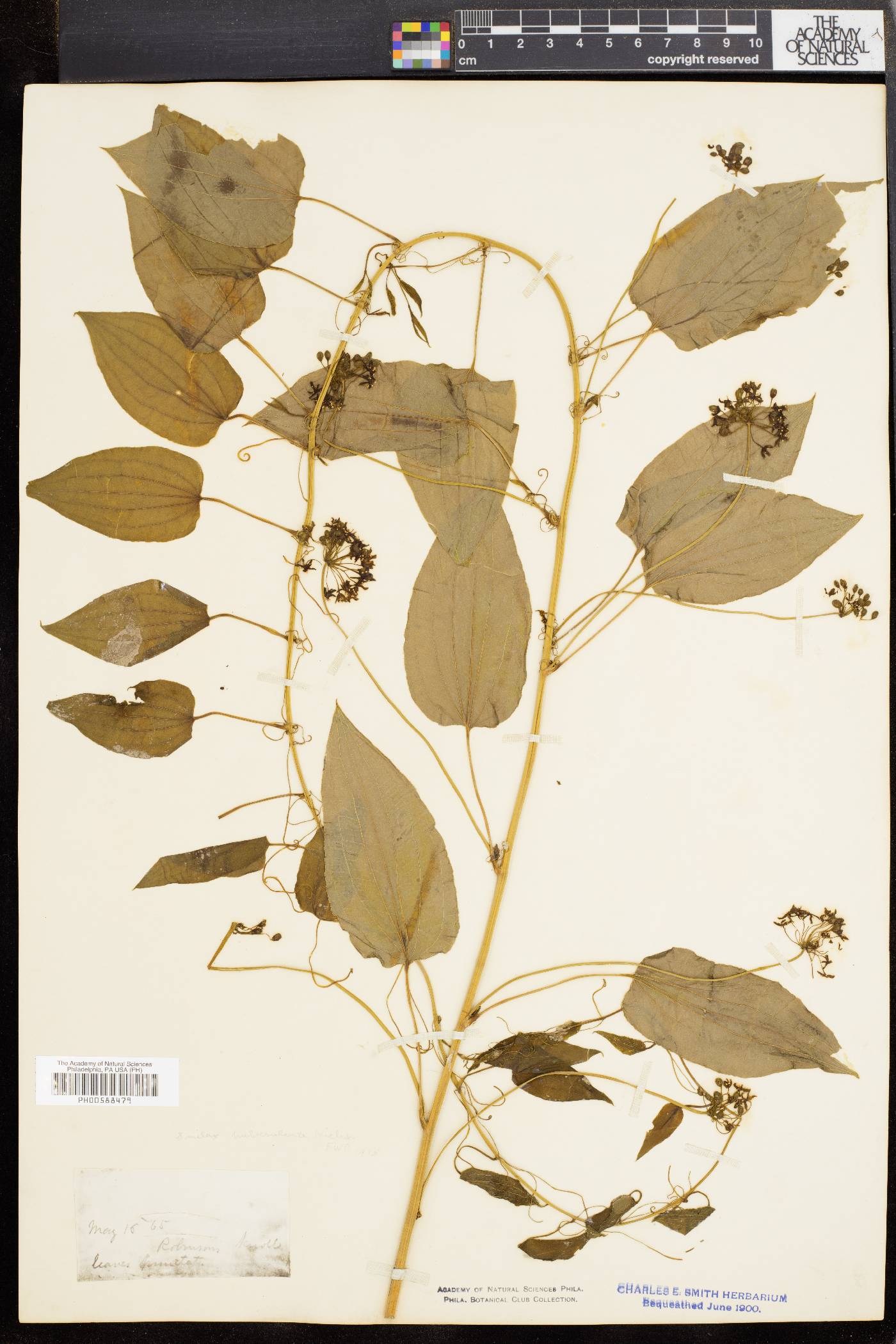 Smilax pulverulenta image