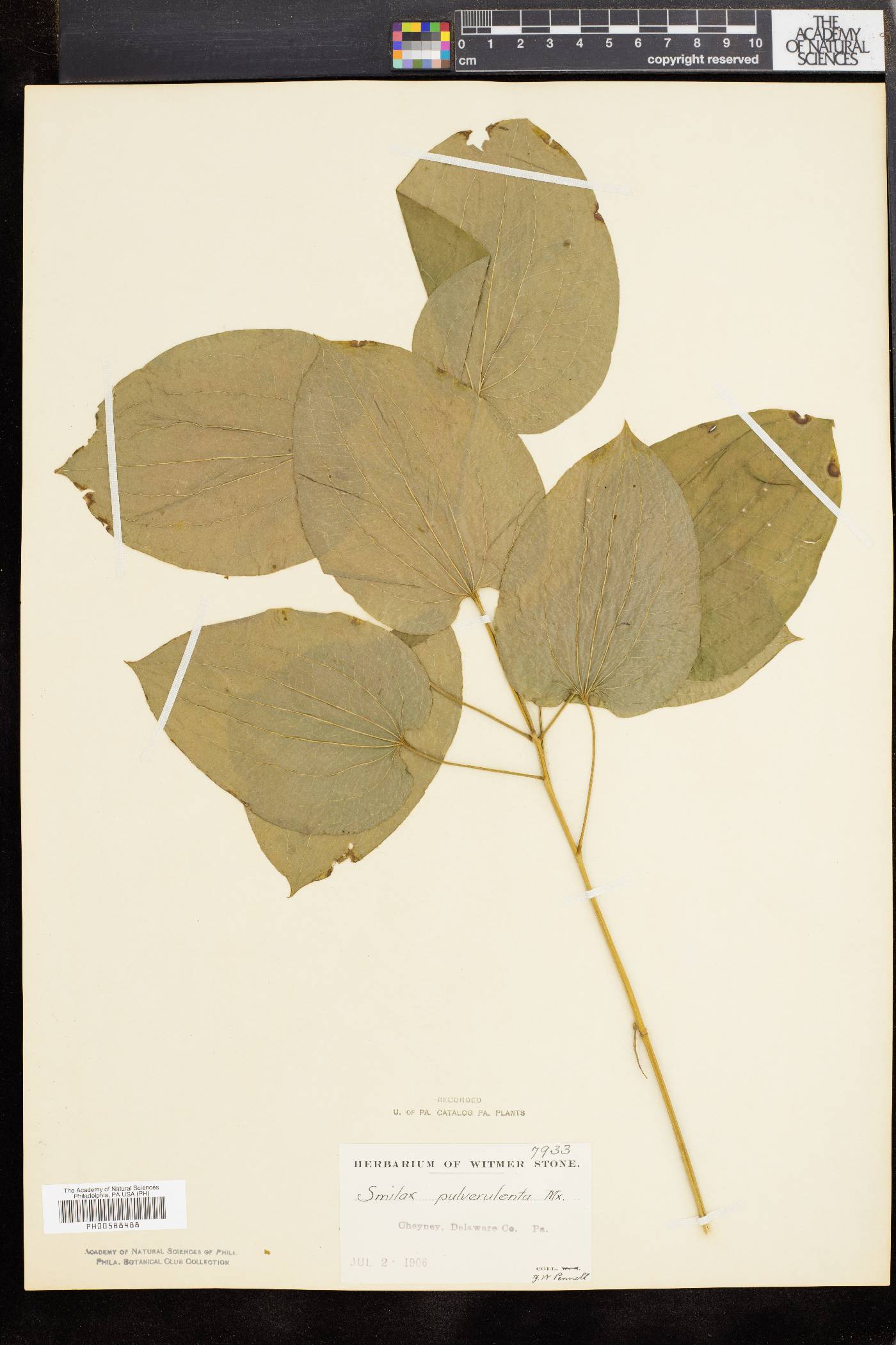 Smilax pulverulenta image