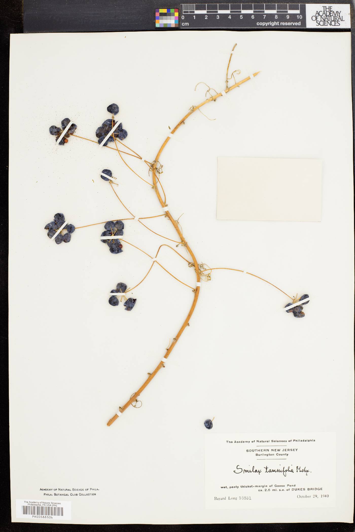 Smilax pseudochina image