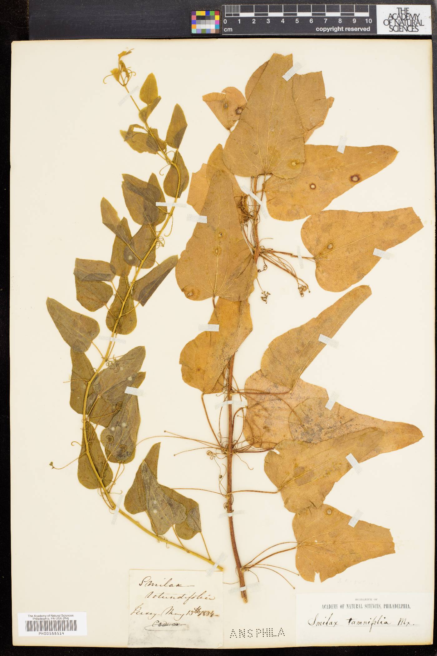 Smilax pseudochina image