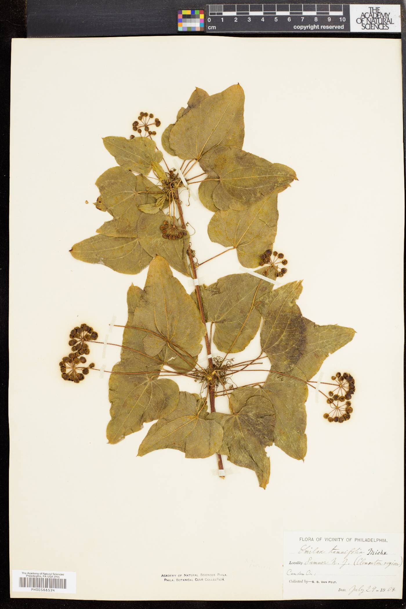 Smilax pseudochina image