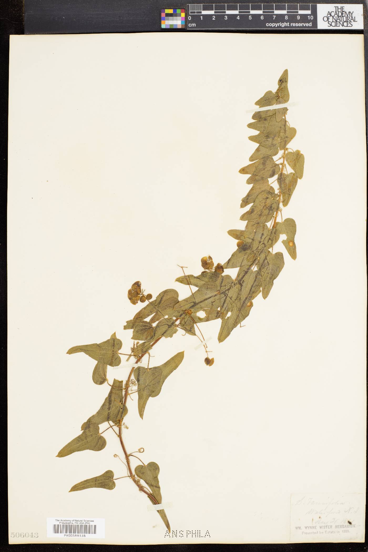 Smilax pseudochina image