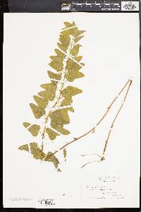 Smilax pseudochina image