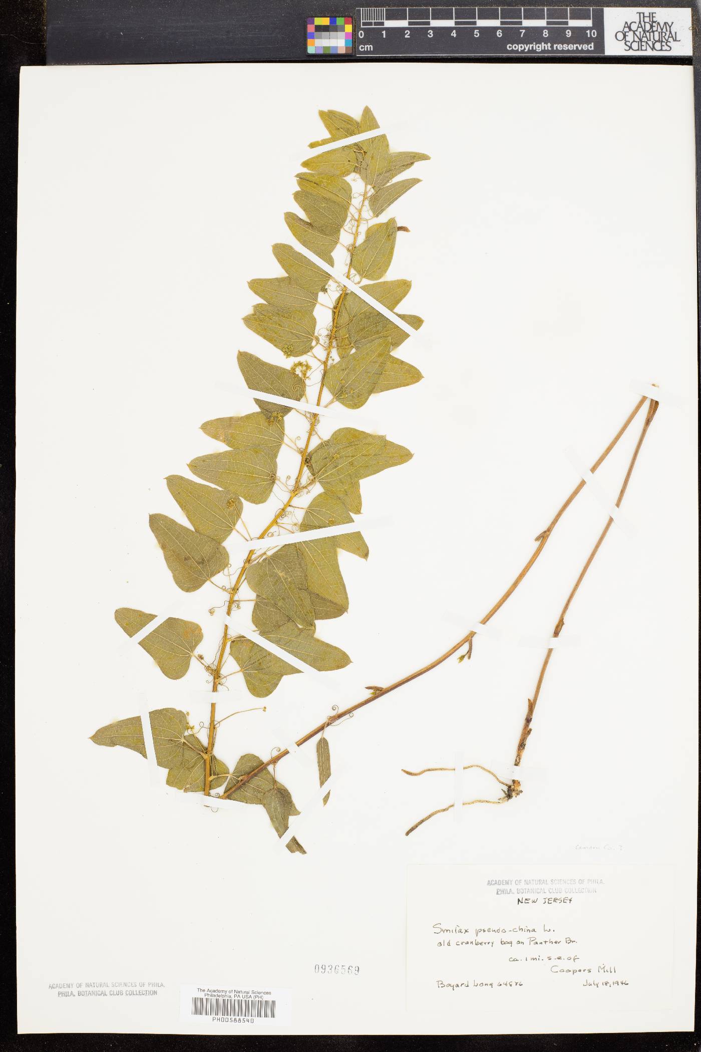 Smilax pseudochina image