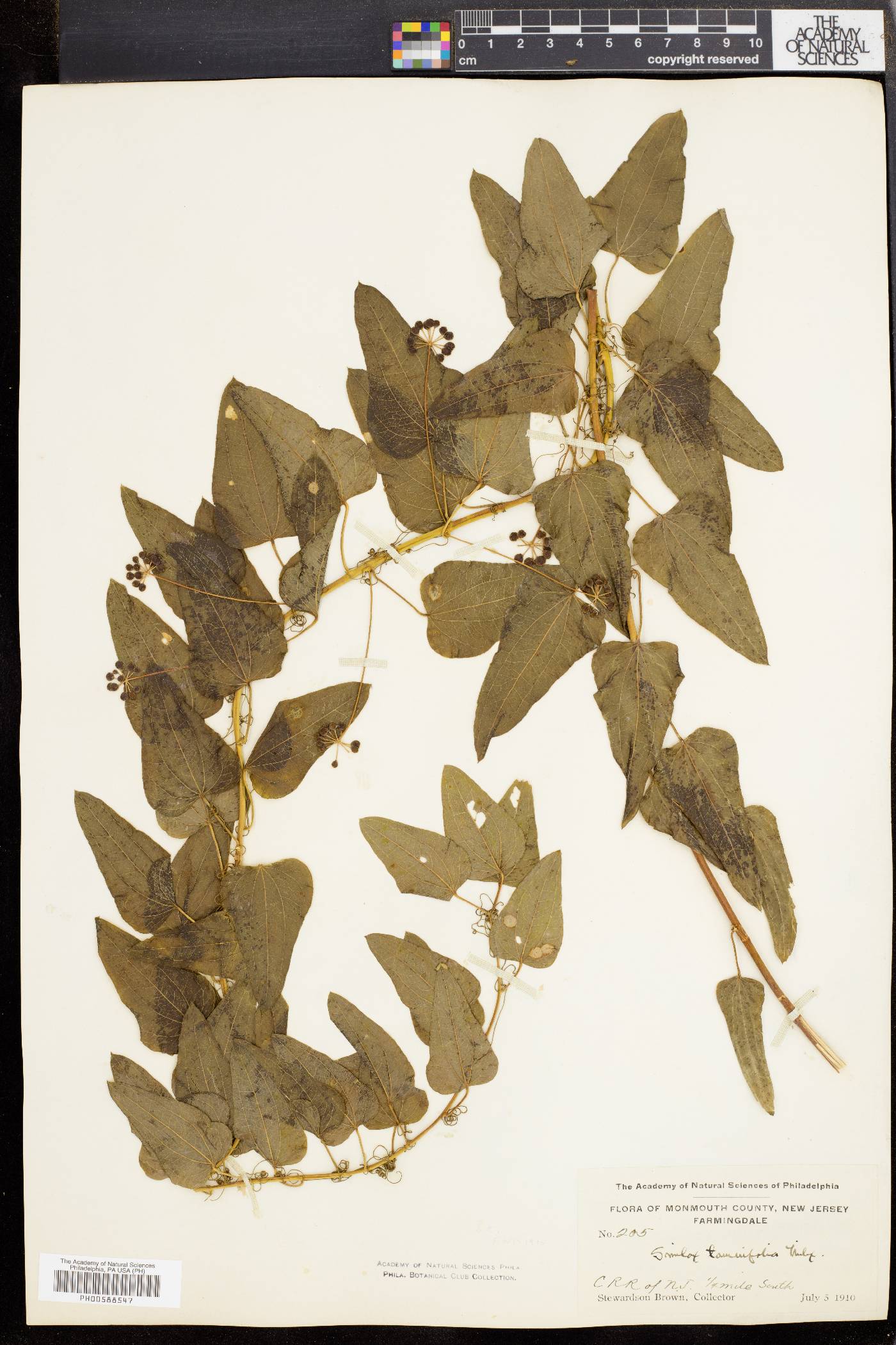 Smilax pseudochina image