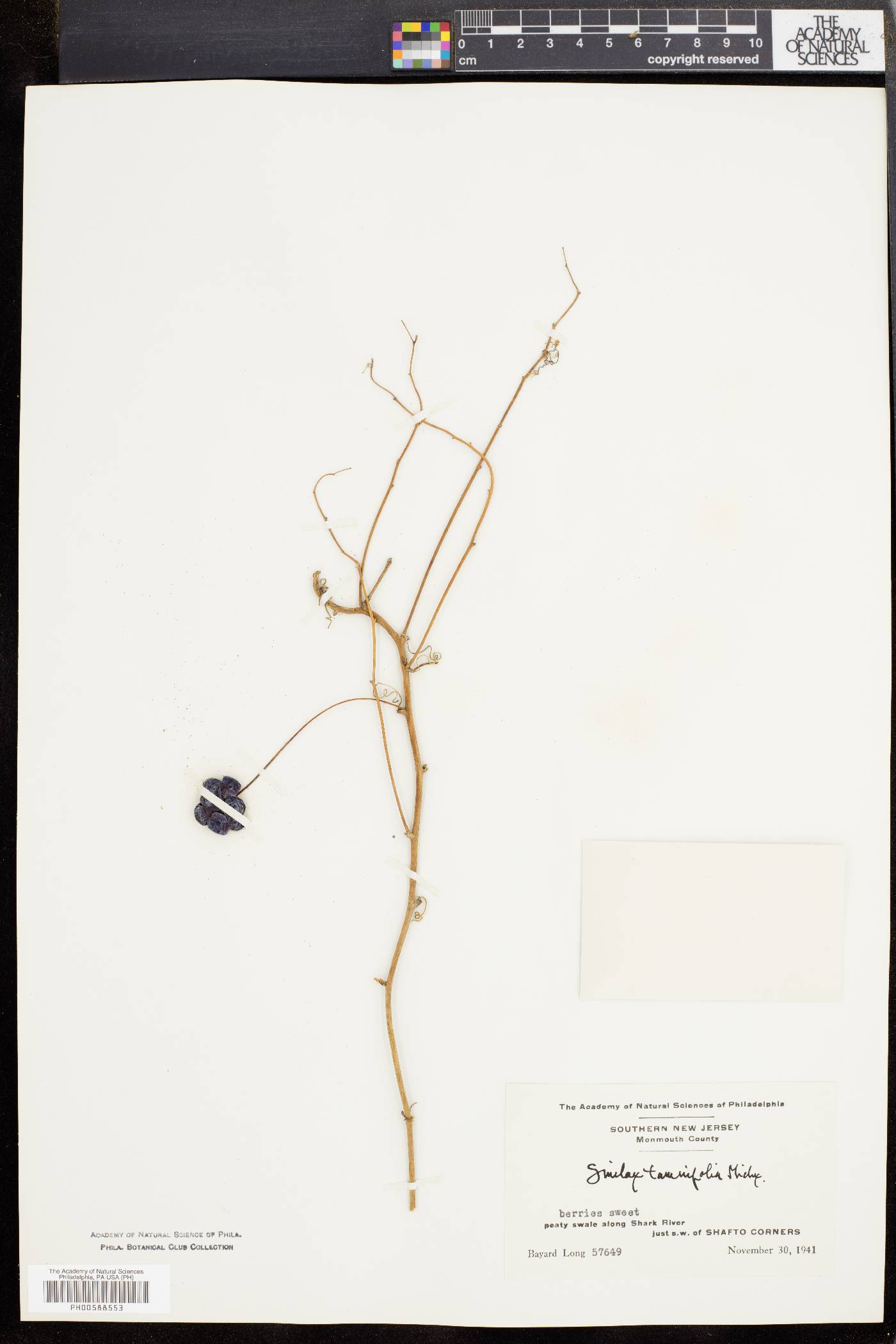 Smilax pseudochina image