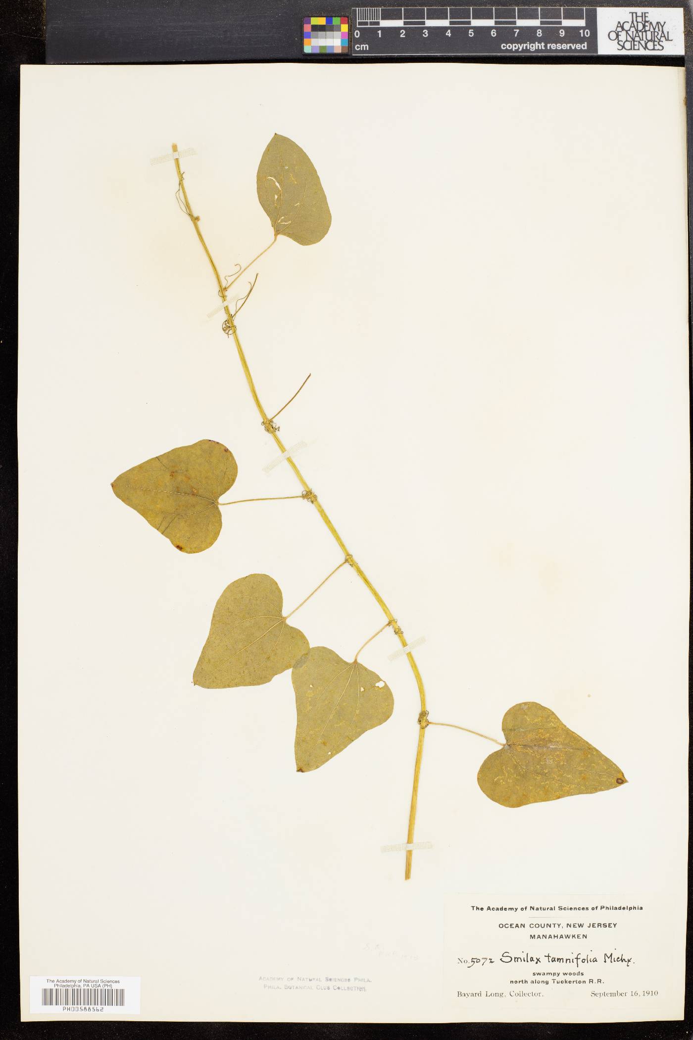 Smilax pseudochina image