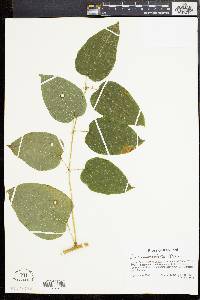 Smilax pulverulenta image