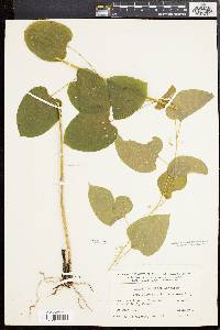 Smilax pulverulenta image