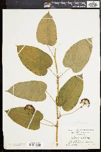 Smilax pulverulenta image