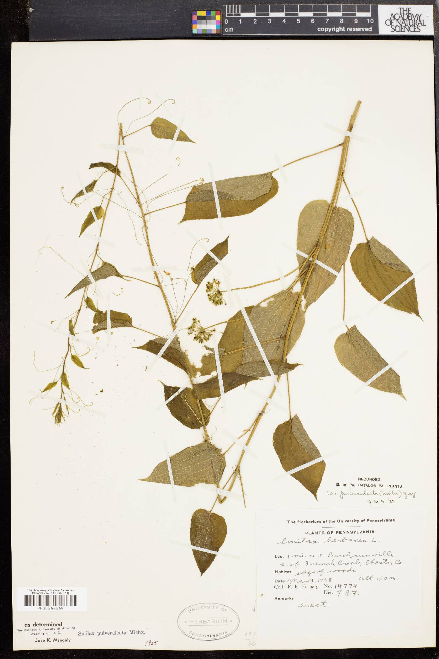 Smilax pulverulenta image