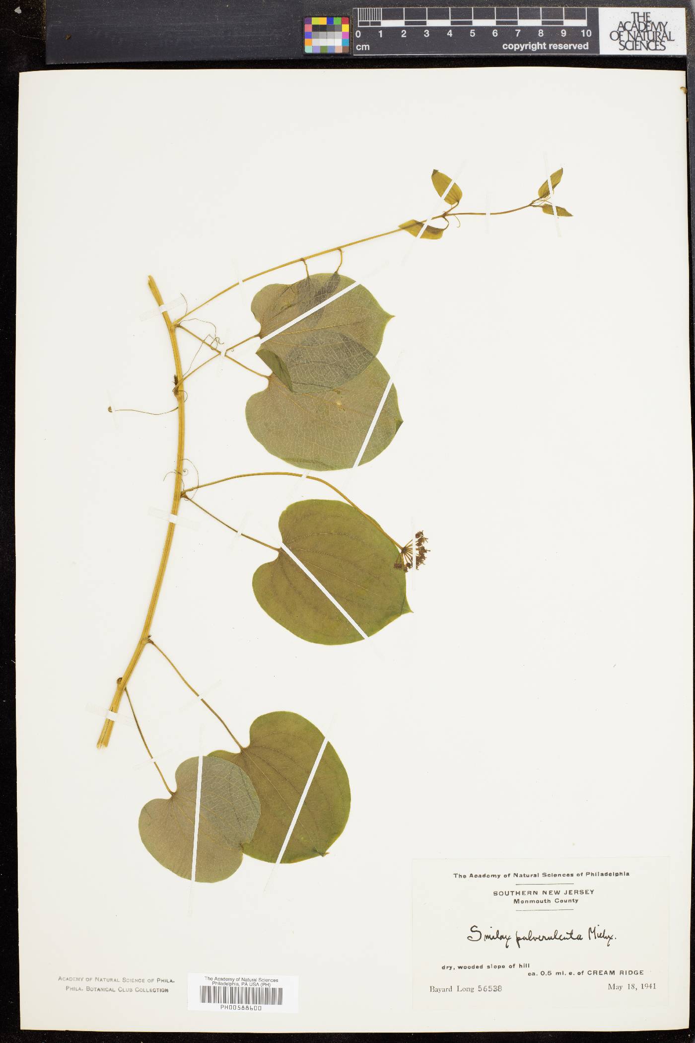 Smilax pulverulenta image