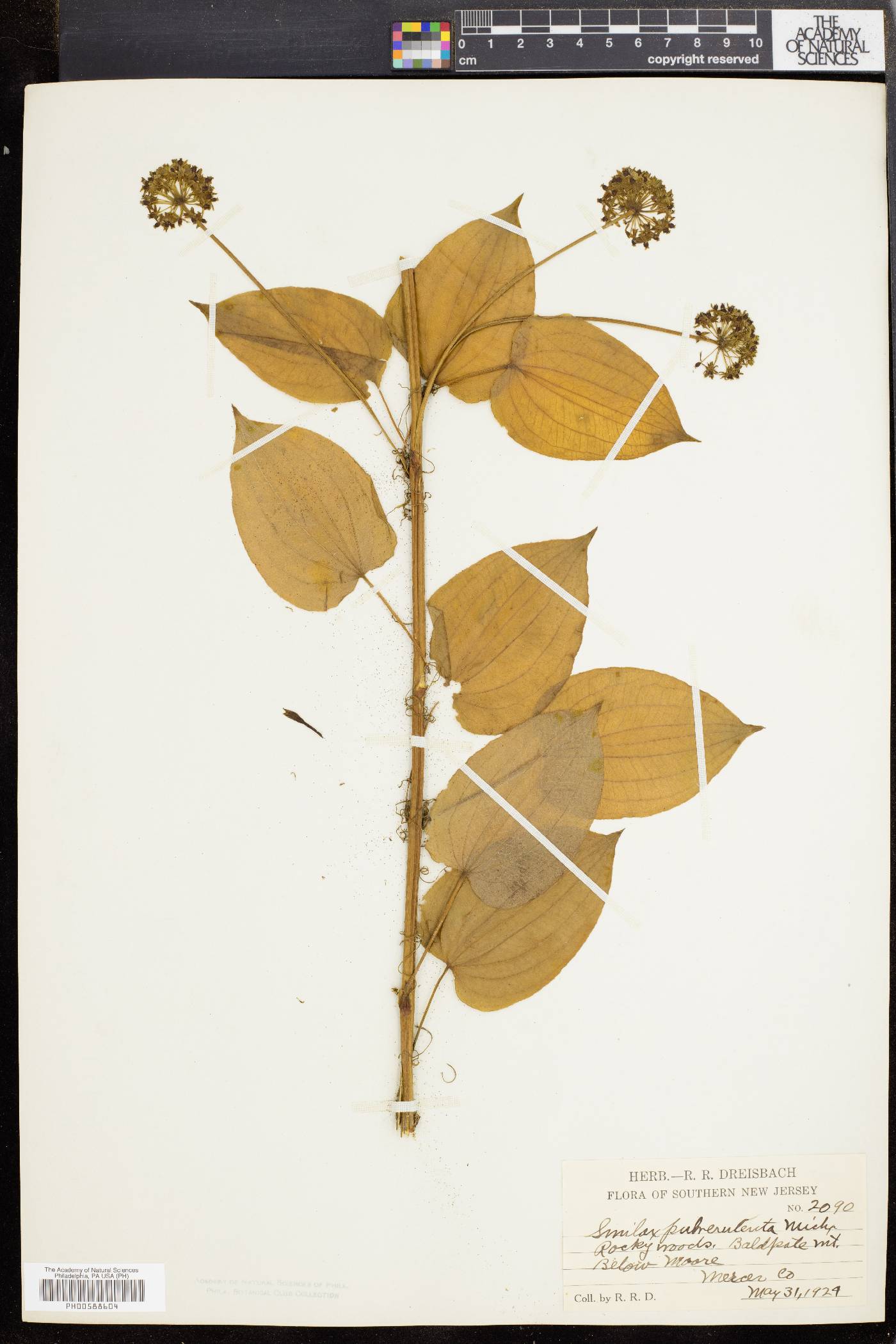 Smilax pulverulenta image